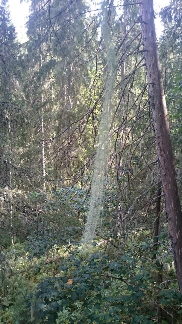 østsiden av elva Foto: Terje Blindheim