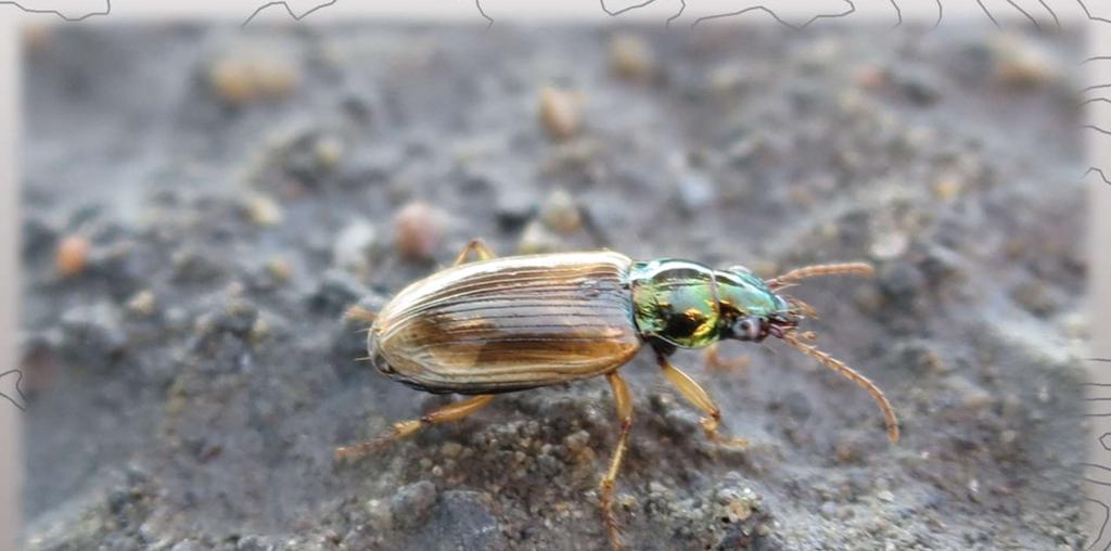 luridipennis ved