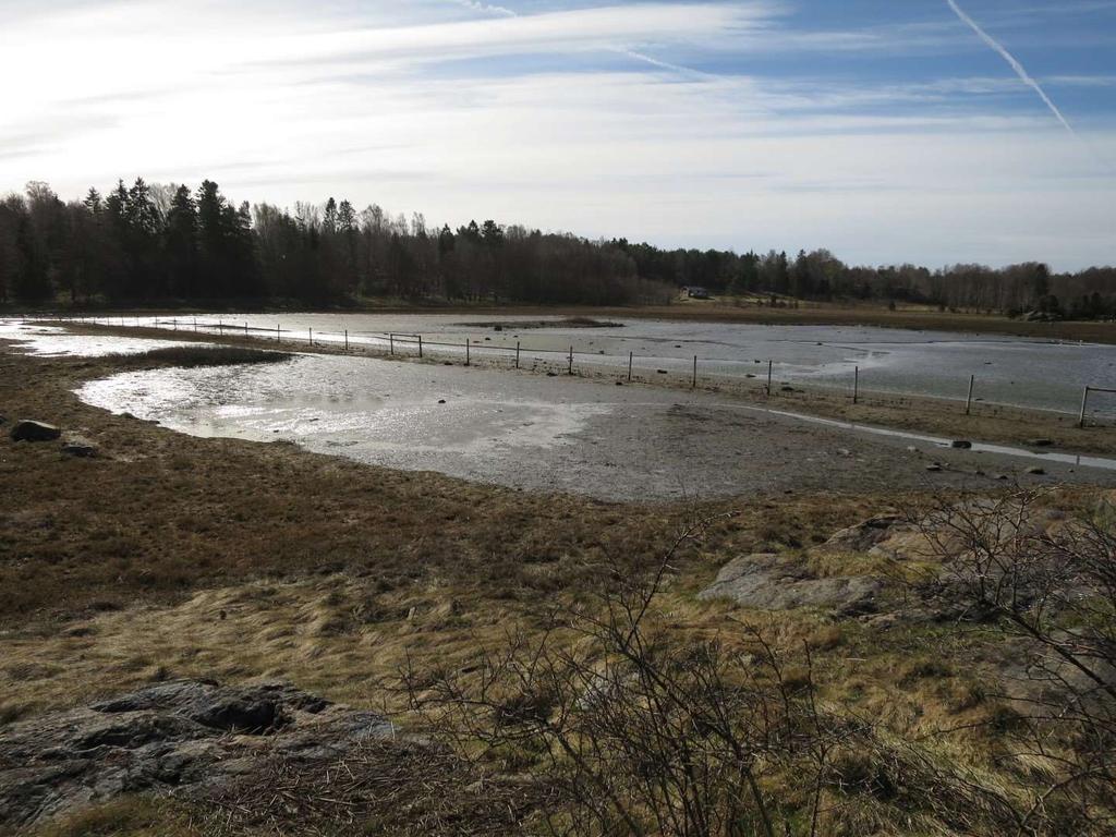 Figur 6. Åven i Råde eneste sikre lokalitet for mudderløpebille i Norge i dag.