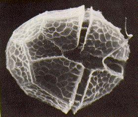 Fureflagellatene utgjør alle sommerne mer enn 8 % av algebiomassen og her finnes nesten bare en art (Peridinium cunningtonii, figur 1) og kommer i månedsskiftet juli-august opp i mengder som klart må