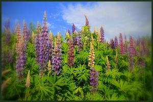 Statens vegvesen Region Sør 0602 Ringerike 2013-2018 LUPIN Hagelupin, Lupinus polyphyllus, er i rask spredning her i landet, særlig langs veier og jernbaner og på skrotemark.