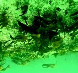 Kelp forest at a locality from the county of Øygarden, near Bergen. (Foto: Vidar Wennevik). Trålinga etter stortare i Norge tok for alvor til i byrjinga på 70-talet, og auka sterkt fram mot 90-talet.