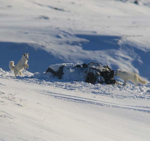 Fjellreven tilbake i Junkeren Tidligere var fjellreven et vanlig syn i Saltfjellet og i Junkeren i Rana kommune.