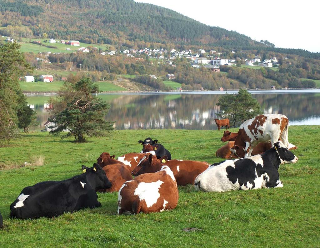 By og kultur På Livneset er du i gangavstand fra aktiviteter, handel og begivenheter Vestnes tilbyr.