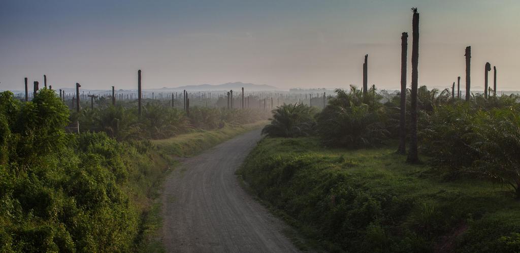 Hvorfor en fredens og rettferdighetens pilegrimsvandring? Kristne og deres fellesskap rundt i verden er i dag mer enn tidligere klare over at selve livet er truet.