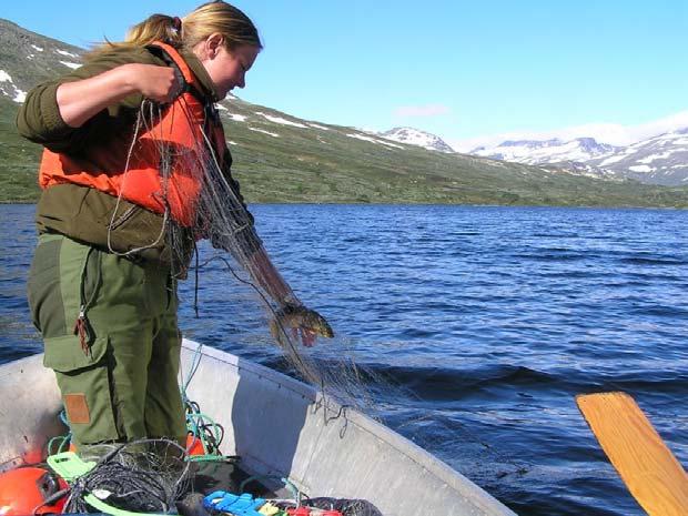 Figur 3.1.2. Trekking av bunngarn i Øvre Heimdalsvatn sommeren 2005. Bunngarna stod ute omtrent 12 timer hver natt (foto Anna Bilstad). Flytegarna ble også brukt like mye over hele innsjøen.