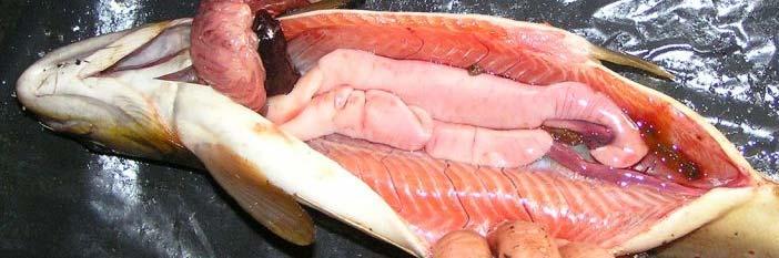 Figur 3.4.1. Hannfisk i kjønnsstadium IV med rød kjøttfarge tatt på bunngarn 10. august 2005. (foto Anna Bilstad).