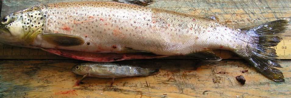 Av 773 ørret over 20 cm, hadde 34 nylig spist ørekyt/fisk. Dette gav en predasjonsfrekvens på 4,4 %. En ørret hadde spist en ørret som var 9,5 cm lang og veide 8 gram.