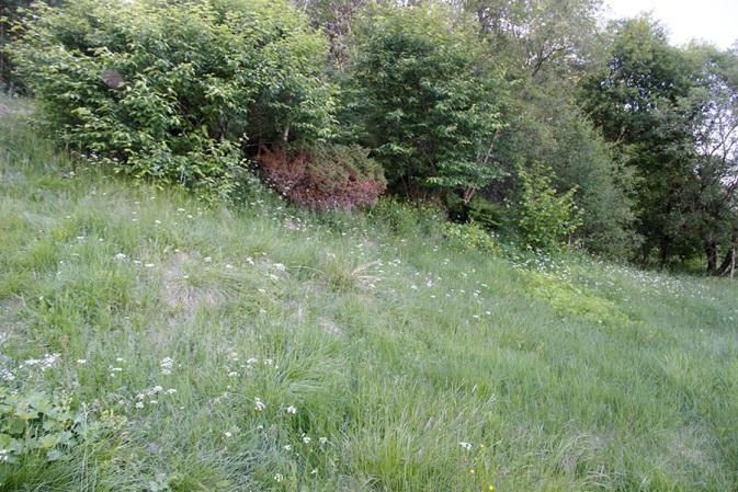 trær og ungskog. Skogarealet er inne i en fortettingsfase der redusert lystilgang i skogbunnen avtar.