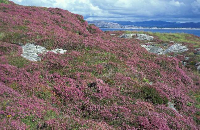 Lynghei i Hordaland