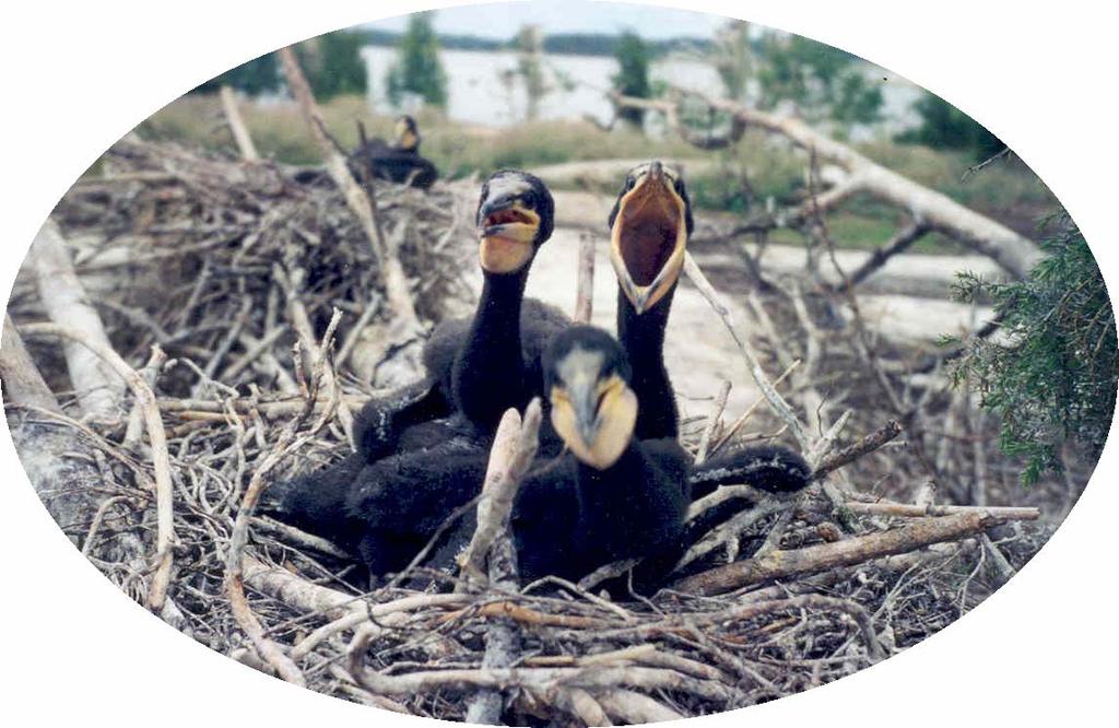 Sommerføden til storskarven Phalacrocorax carbo i Øra naturreservat, Fredrikstad Summer food of the great cormorant Phalacrocorax carbo in Øra