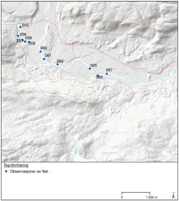 Tabell 4. Observasjoner av laks og ørret samt gytegroper på strekningen fra Omnesfossen og ca. 4 km nedover.