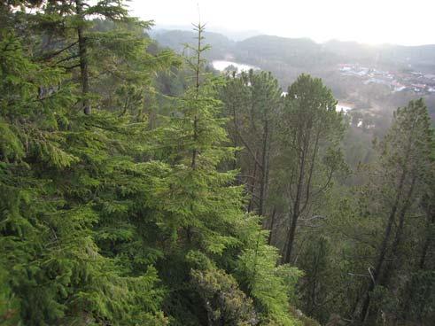 Foto 3: Kanten fra toppen av Harafjellet (125 m.o.h.).