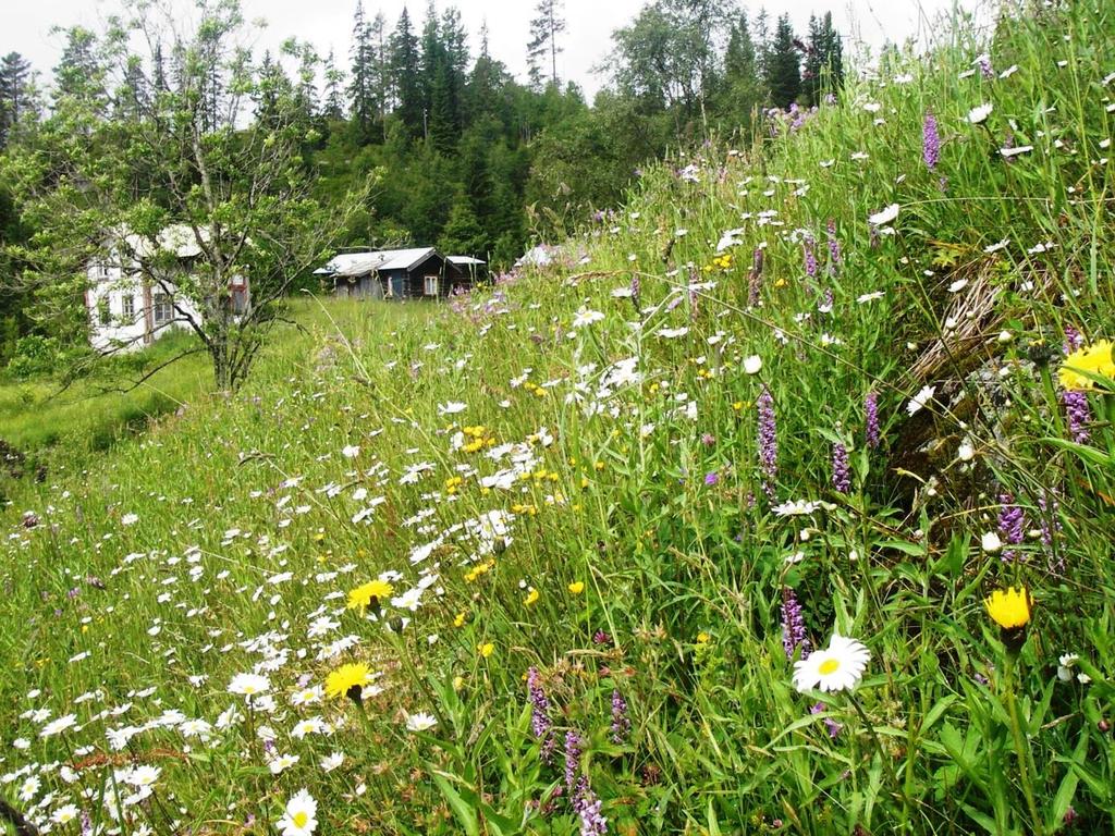 3. Føredrag, undervisingsopplegg og kulturprogram Dei gamle