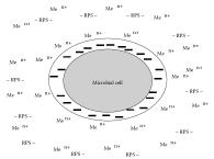 gruparile incarcate negativ de pe peretele celular (Fig. 1), cu sarcina negativa prezenta pe straturile polizaharidice care inconjoara peretele celular (Fig.