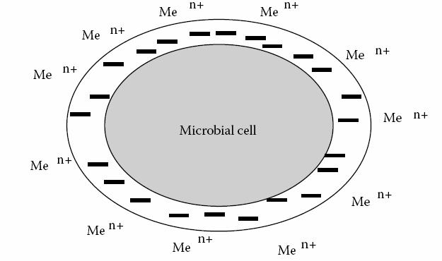 Interactia cationilor metalici cu sarcinile negative ale polizaharidelor eliberate in mediu (apa) (dupa Roberto De Philippis şi Ernesto Micheletti, 2009).