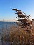 Juncus effusus (rogoz, pipirig) Phragmites australis (stuf) Typha latifolia (papura) Typha angustifolia (papura) InstalaŃia experienńelor cu plante emergente de apă Sera şi containerele de cultivare