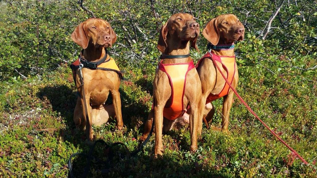 Senjaprøven 28/8-16 (Høyfjellsprøve) Tre fra Speldraget: Krispie, Thea og Gina på Senjaprøven.