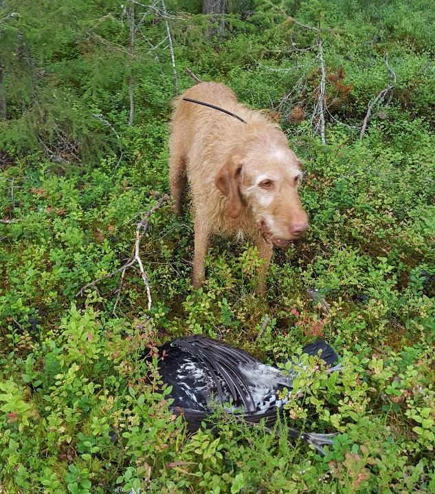 Han tok stand, kullet satte seg i trærne og Bator sprang fram på kommando.