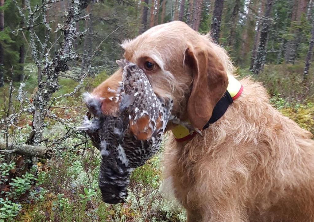 Apporten satt fortsatt, men en halv dag på jakt var nok.