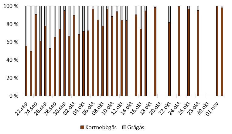 En sesongutvikling i forekomsten av de to gåseartene i Nord-Trøndelag fremkommer av Figur 4.