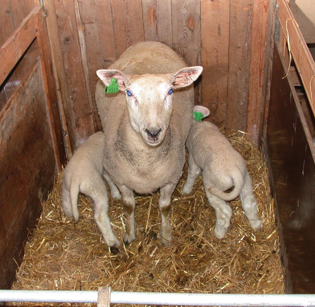 besetningene hadde lavere dyretetthet enn en del av besetningene med sjukdom.