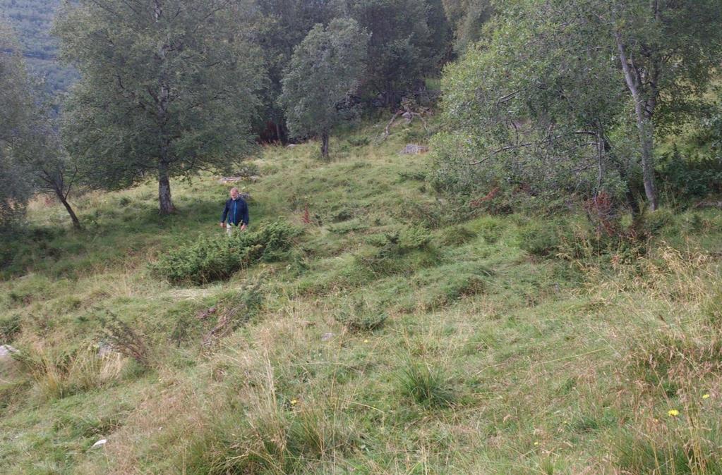 «Innmarksbeite» Jordbruksareal som kan nyttes som beite (ikke maskinell høsting).