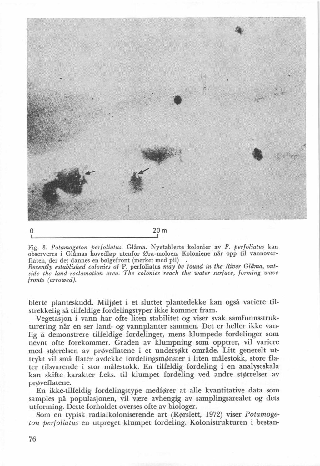 + #- 20m Fig. 3. Potamogeton perlolialus. Gl ma. Nyetablerte kolonier observeres i Glimas hovedlop utenfor Ora-moloen.