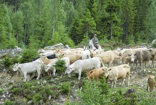 Rogner Gård i Stor-Elvdal Karen Anna Kiær driver kvegflokken ved hjelp av hest og cowgirlferdigheter.