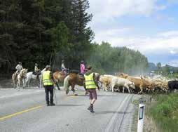 Når kveget skal krysse RV 3, er det fint å ha noen medhjelpere til å stoppe trafikken. Foto: Privat Når kveget først er satt i driv er det et flott skue fra hesteryggen.