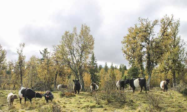 Belted Galloway har sin opprinnelse i Galloway sørvest i Skottland.