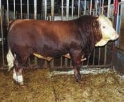 Seminokser fra Simmental Simmental den beste mordyrrase med de høyeste avvenningsvekter i krysningsavl og renraseavl.