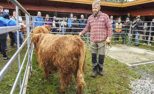 MESSER Det ble avholdt et svært populært og publikumsvennlig temmekurs for Highland Cattle. Foto: TYR Dyrsku n 8. 10.9.