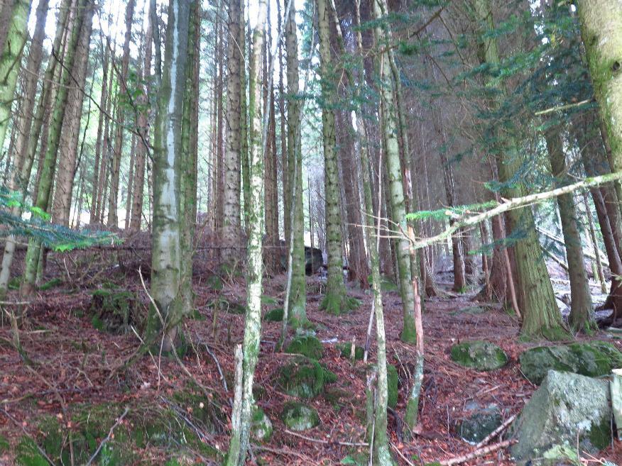 2. Tett skog i skråningen bak tomten.