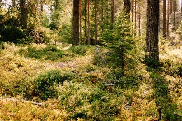 2.2.3. Bærlyngskog (Vaccinio-pinetum) Furuskog med en og annen gran innimellom. Mye blåbær og tyttebær. Mer moser enn lav (Larsson 2000).