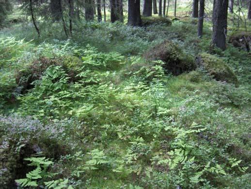 2.2.4. Blåbærskog (Eu-Piceetum myrtilletosum) Grandominert skog, med slengere av furu og bjørk. Mye lyng og blåbær (Larsson 2000).