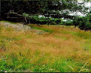 (Foto: Stig Nordli, Arne Anderberg) Dette er det graset som man antar har størst beiteverdi (Figur 20). Både storfe og sau kan det synes som liker dette graset.
