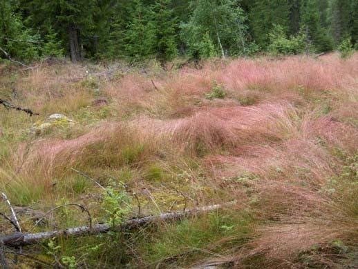 Smyle På grunn av at denne planten har så stor utbredelse og mengde, er dette den viktigste beiteplanten for sau på skogsbeite. Hvis planten står i store reinbestand, kan dyrene fort vrake den.