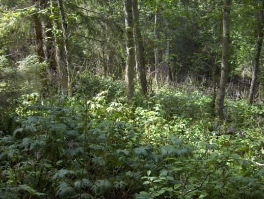 Tyrihjelmen, som kommer inn i høgstaudeskog og til dels i storbregneskog, kan utgjøre en stor del av urtene på
