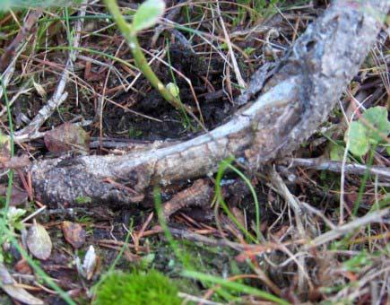 Det som går igjen i disse bestandene er at beiteplantene, i hovedsak smyle, engkvein og sølvbunke, står spredt innimellom blåbærlyngen.