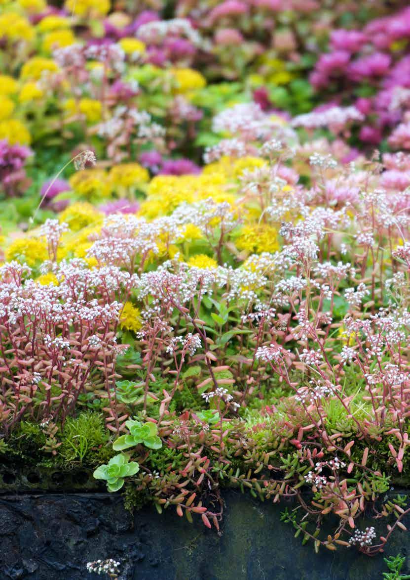 Biotoptak er en ressurs for pollinatorer i byer, for eksempel bier