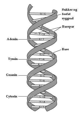 2. Mikroarrayer 9 Figur 2.1: Skjematisk figur over oppbygningen av et dobbeltrådet DNA molekyl. Heliksen er bundet sammen mellom de komplementære basene, A mot T og G mot C.