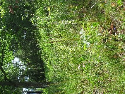 pga kombinasjonen mellom gjengroing og utbygging». Den rødlistede planten bakkemaure finnes også helt nord i lokaliteten, på de arealene som er best hevdet.