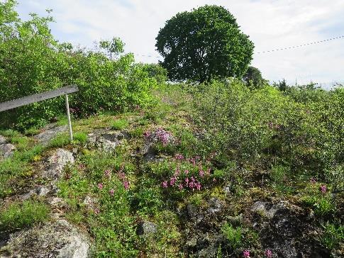 Alt plantemateriale som ryddes må fjernes fra lokaliteten for å unngå gjødseleffekt. Bilder fra lokaliteten: til venstre sett mot sør med Son i bakgrunnen.