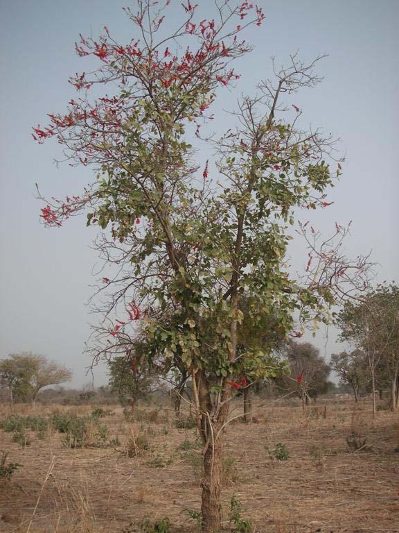 Bakgrunn 3.3 Botaniske forhold Erythrina senegalensis er et savannetre som forekommer i alle deler av det tropiske Vest-Afrika og inn i de østlige deler av Kamerun.