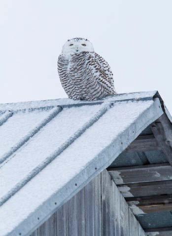 8 - Kunnskapsgrunnlaget I kurante saker vil det være tilstrekkelig å sjekke ut Naturbase, Artskart og annen lett tilgjengelig kunnskap Jo mer