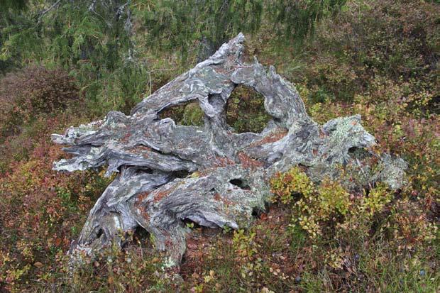 Hvilke saker? Eksempler Alle beslutninger/vedtak som berører natur, f.