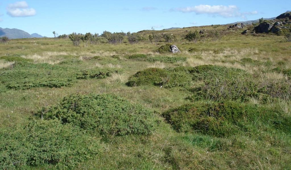 røsslyng på begge siden av stien. Bilde 2.