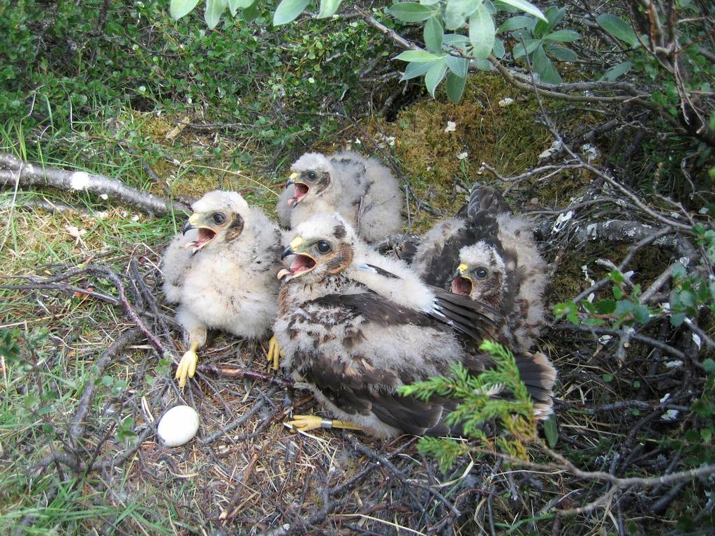 FELTARBEID VED FOKSTUMYRA 2005 Med hovudvekt på ornitologi og ringmerking, Også litt om flaggermus, augestikkarar, sommarfuglar, frøplanter, mosar og