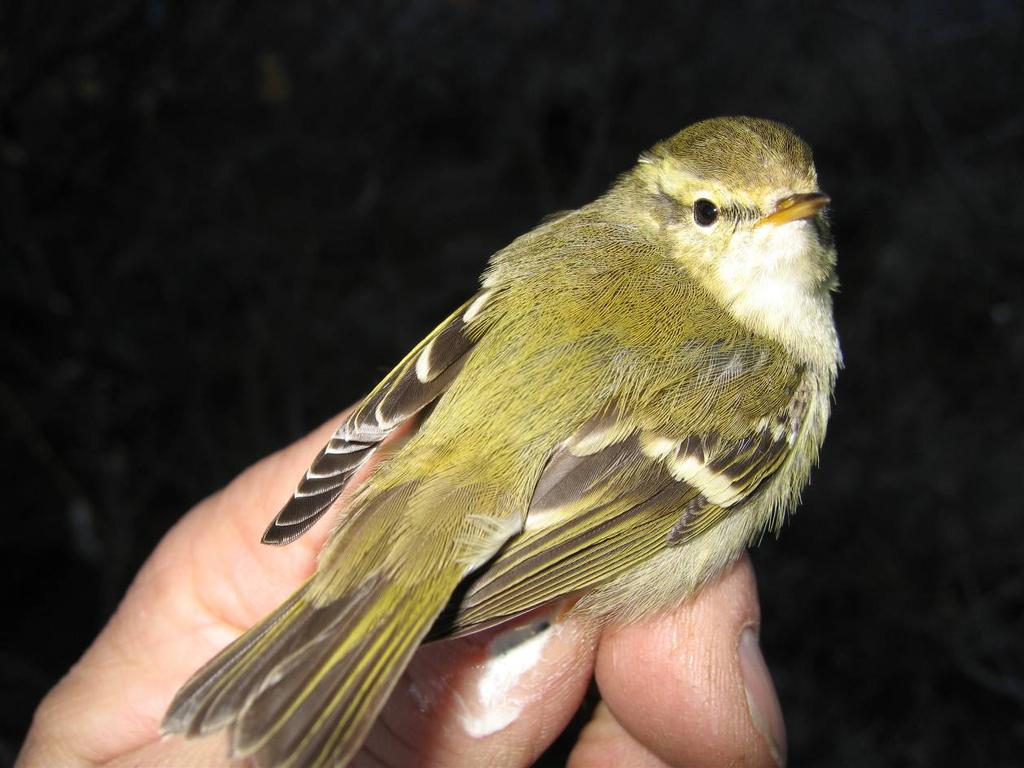 Gulbrynsongar, Fokstugu 02. oktober 2005. Gransongar, Phylloscopus collybita. Som i 2004 begynte forbitrekket første dagane i september. Siste fugl blei fanga 13.10.